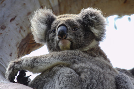 Close up of a Koala sitting on a branch of  an eucalyptus tree, facing, looking, Great Otway National Park, Victoria, Australia