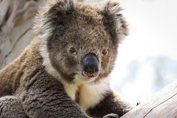 Close up of a Koala sitting on a branch of  an eucalyptus tree, facing, Great Otway National Park, Victoria, Australia