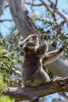 Koala feeding on the green leaves of an eucalyptus tree, Great Otway National Park, Victoria, Australia