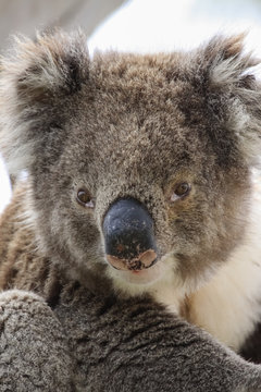 Portrait of a Koala sitting on a branch of  an eucalyptus tree, facing, Great Otway National Park, Victoria, Australia