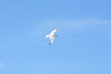 Seagull on the beach