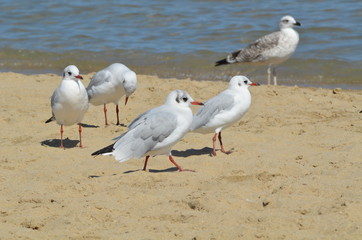 Seagull on the beach