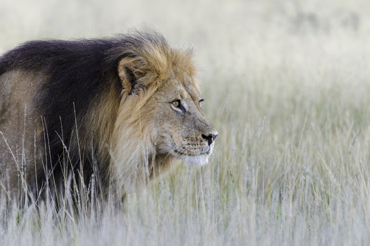 Lion (Panthera leo). Kalahari. Northern Cape. South Africa.