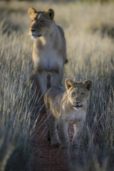 Lion (Panthera leo) cub and adult female. Kalahari. Northern Cape. South Africa.