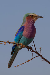 Lilac-Breasted Roller, Madikwe Game Reserve