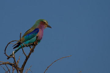 Lilac-Breasted Roller, Madikwe Game Reserve