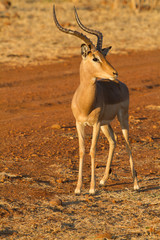 Impala, Madikwe Game Reserve