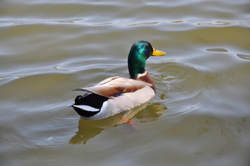 wild ducks swimming