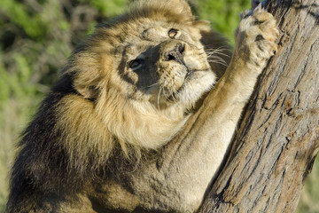 Lion (Panthera leo) sharpening his claws on a Camel thorn or giraffe thorn tree (Vachellia erioloba, prev Acacia erioloba). Kalahari. Northern Cape. South Africa.