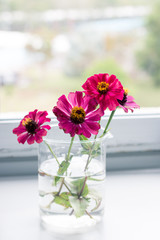 Zinnia (disambiguation) in flask on table in the laboratory for education.