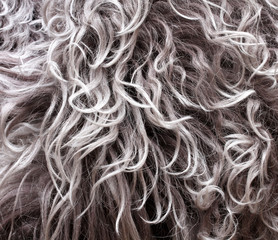 coat texture lambskin with long grey hair and curls