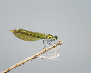 little green dragonfly sitting on a branch over a pond on a background of grey sky