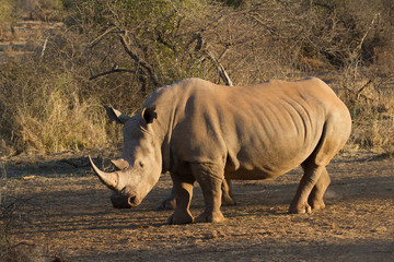 Obraz premium White Rhino, Madikwe Game Reserve
