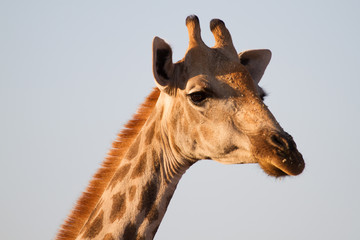 Obraz premium Giraffe, Madikwe Game Reserve
