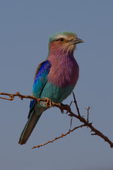 Lilac-Breasted Roller, Madikwe Game Reserve