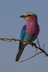 Lilac-Breasted Roller, Madikwe Game Reserve