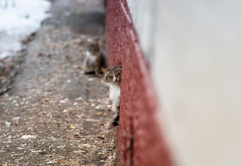 cute  cat cautiously looks out of the basement