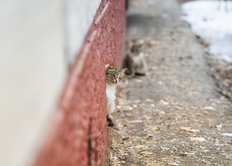 cute stray cat cautiously looks out of the basement