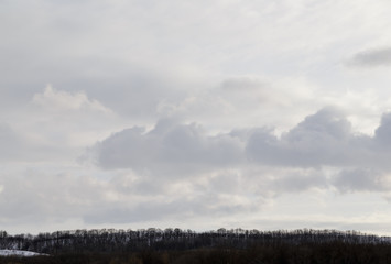 Obraz premium The spring sky above the trees.
