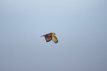 ノスリ飛翔(common buzzard)