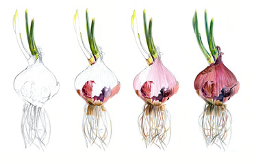 Page shows how drawing Red onions watercolor sketch, draw tutorial steps.