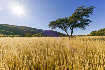 Camel thorn or giraffe thorn tree (Vachellia erioloba, prev Acacia erioloba). Kalahari. Northern Cape. South Africa.
