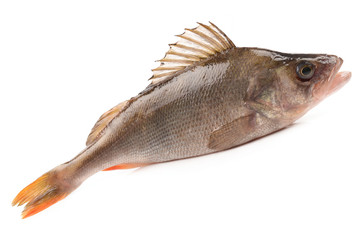 bass fish on white background