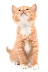 Obraz premium ginger kitten
