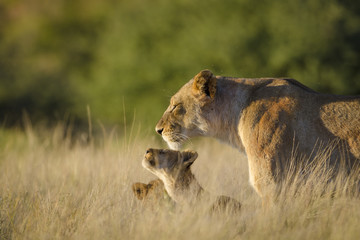 Lion (Panthera leo) adult female and cubs. Kalahari. Northern Cape. South Africa.