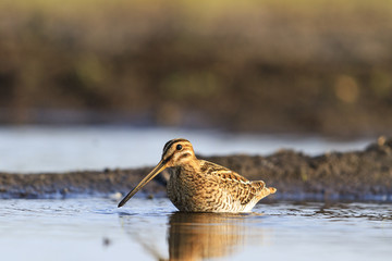 woodcock in the water looking for food