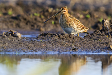 woodcock in the swamp looking for food