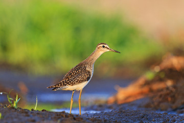 Wood sandpiper in the morning peat bog