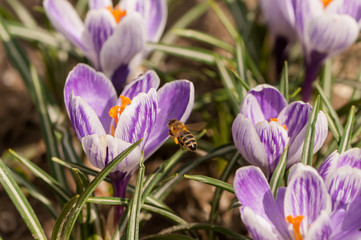 Honeybee flying over the crocuses in the spring on a meadow