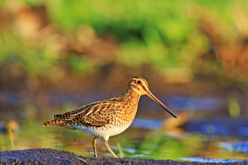 first spring birds snipe on swamp