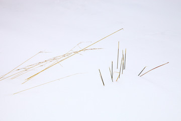 Grashalm und Stengel von Sumpfgras im Winter (Schnee)