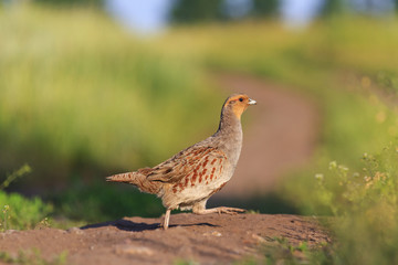 grey partridge road goes through the field