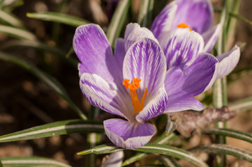 Obraz na płótnie Canvas Purple crocus sativus saffron - view of blooming spring flowers growing in wildlife