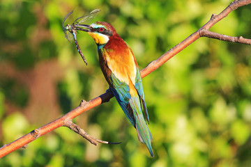 rainbow colored bird with insect dragonfly in its beak