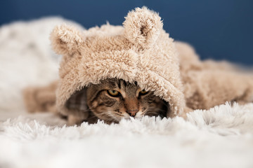cute bengal tabby cat dressed up in a hoodie with ears