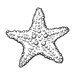 Hand drawn starfish, underwater living organism, sketch style black and white vector illustration isolated on white background.