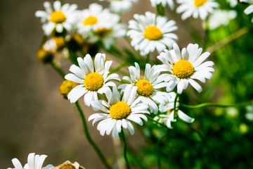 Wild chamomile flowers on a field on a sunny day. shallow depth of field,Chamomile field flowers border. Beautiful nature scene with blooming medical chamomilles in sun flare.spring concept