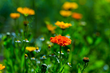 calendula,Closeup of beautiful orange flowers in the garden, Spring background with beautiful orange flowers.spring-summer concept,flowers concept, spring garden,spring flowers