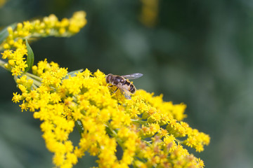 wasp on a yellow flower