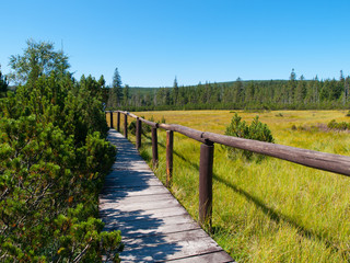 Fototapeta premium Peat bog with wooden path near Jizerka village in Jizera Mountains, Northern Bohemia, Czech Republic, Europe.