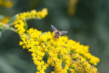 wasp on a yellow flower
