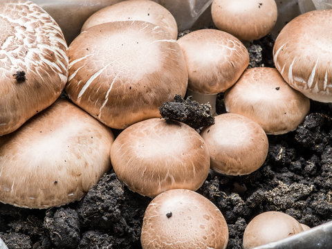 Champignon mushrooms. Fresh harvest. Macro.