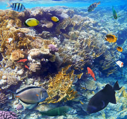 Naklejka na ściany i meble Colorful coral reef fishes of the Red Sea.