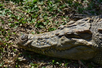 crocodile
