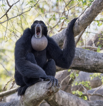 Black furred siamang with inflated throat pouch engaged in morning howling