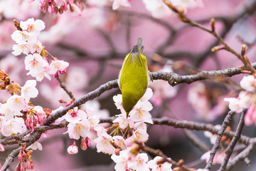 The Japanese White eye.The background is winter cherry blossoms. Located in Shinjuku, Tokyo Prefecture Japan.